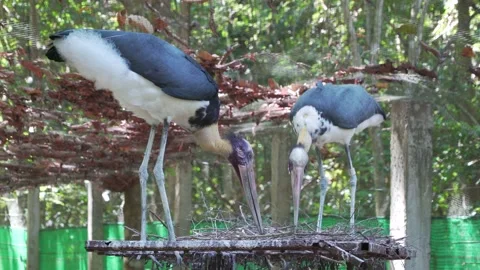 Storks Stock Footage 209530931