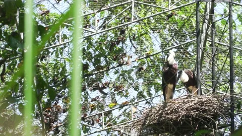 Storks Stock Footage 209531299