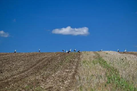 Storks gather ahead of migration in Poland, Grochowce - 13 Aug 2026 Stock Photos