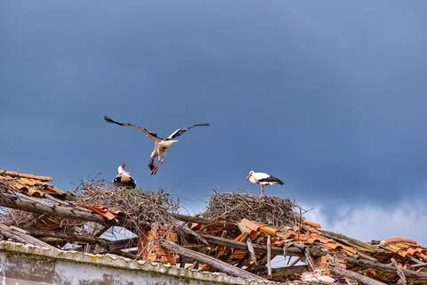 Storks gather on rooftops under cloudy skies in a tranquil rural setting Stock Photos