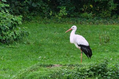 Storks on a grass meadow. elegant in black and white plumage Stock Photos