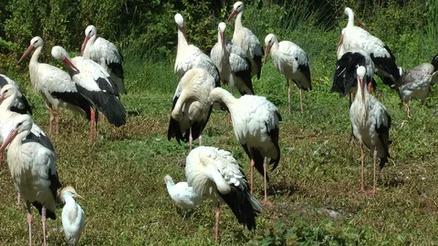 Storks on grass2 HD 動画素材 89619717