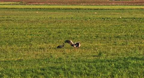 Storks in the green field Stock Photos