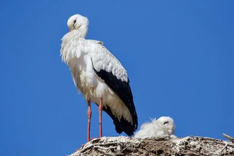Storks hatching eggs in the nest Stock Photos