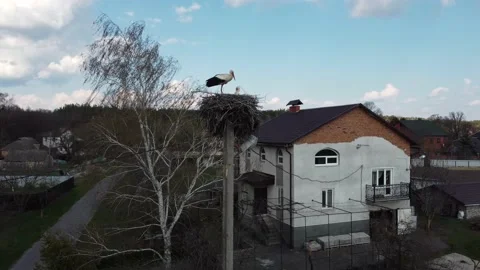 The storks have arrived. Aerial view of storks nest and country house Stock Footage 153121391