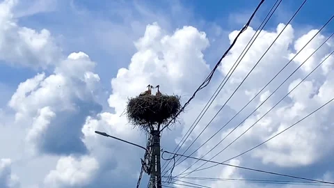 Storks have built a large nest on a high pillar under the clouds Stock Footage 250389116