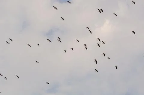 The storks that herald the spring are flying Stock Photos