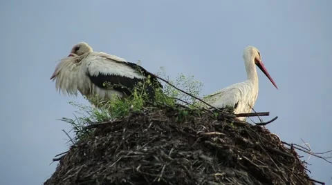 Storks leave the nest. Summer Stock Footage 53023084