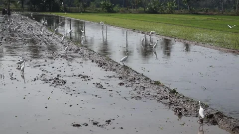 Storks look for worms in the mud of rice fields. 스톡 동영상 342800512