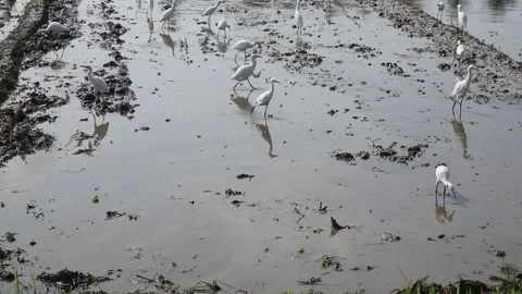 Storks look for worms in the mud of rice fields. Stock-Footage 342800513