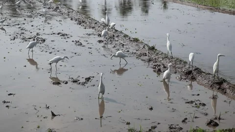 Storks look for worms in the mud of rice fields. Video stock 342800546
