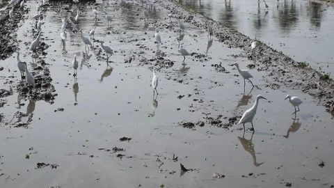 Storks look for worms in the mud of rice fields. Stock-Footage 342800576