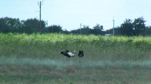 Storks in marsh 스톡 동영상 25859688