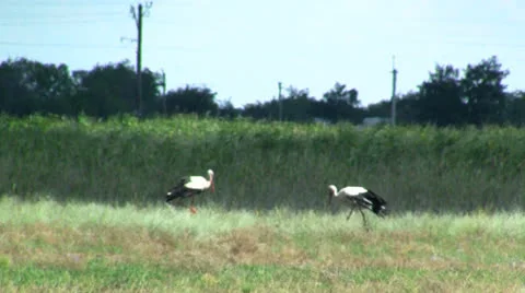 Storks in marsh 動画素材 25859714