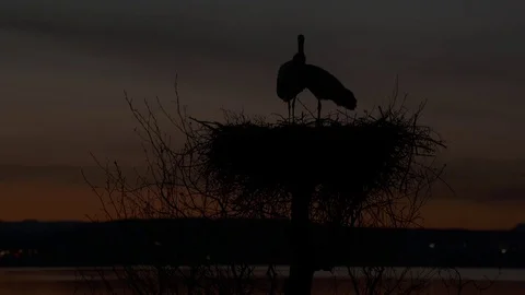 Storks mating Video stock 82820192