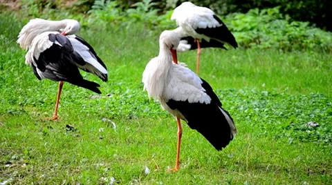 Storks in the meadow Stock Footage 8510083