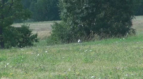 Storks in the meadow Vídeos de archivo 11596639