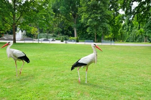 Storks on the meadow in a summer park Stock Photos