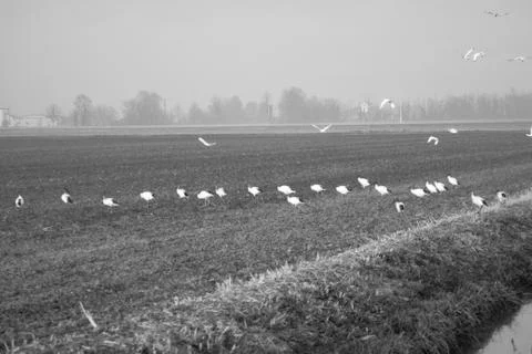 Storks in the middle of a field 2 Stock Photos