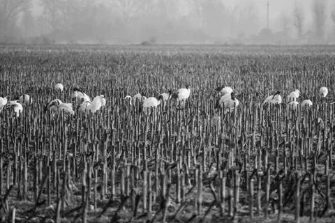 Storks in the middle of a field 3 Stock Photos