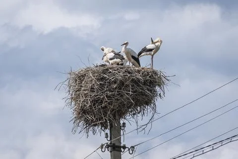 Storks in Moldova Stock Photos
