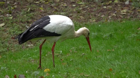 Storks moving around a meadow Stock Footage 289664413