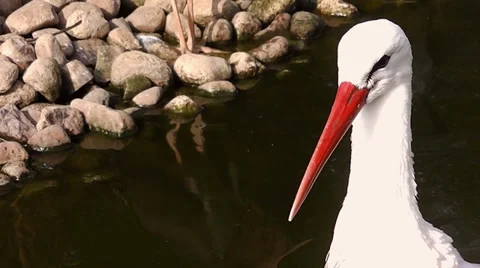 Storks Near the Lake Stock Footage 35872548