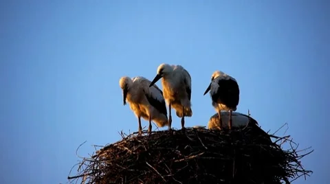 Storks nest 1 動画素材 8550474