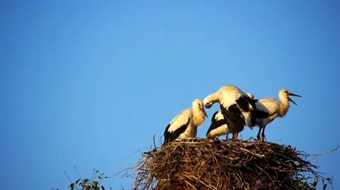 Storks nest 2 Stock Footage 8550476