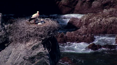 Storks in the nest #2 Stock Footage 48049651