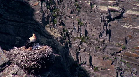 Storks in the nest #5 Stock Footage 48038841