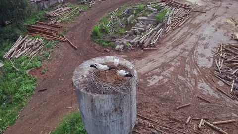 Storks in the nest are watching the drone with interest Stock Footage 168743947