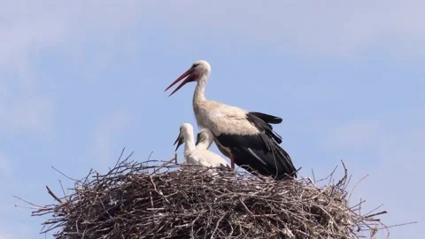 Storks in the nest close-up Stock Footage 212109680