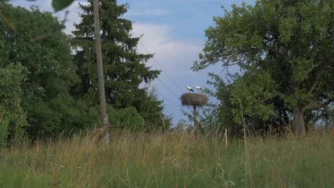 Storks nest on electric poll Stock Footage 93173984