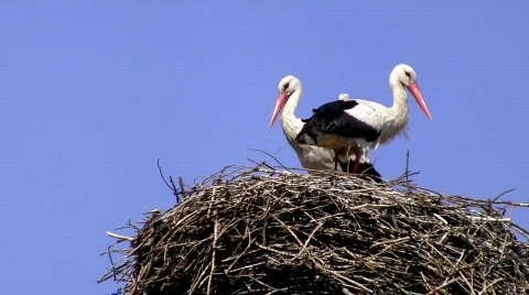 Storks in the nest Stock-Footage 372114
