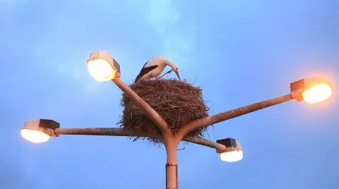 Storks in nest Stock Footage 453000