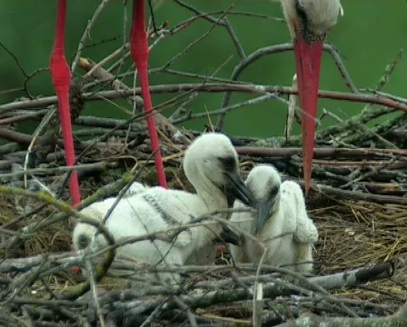 Storks on a nest 스톡 동영상 667118