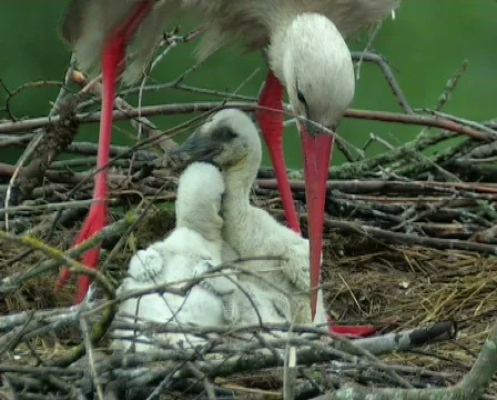 Storks on a nest Видео 669696