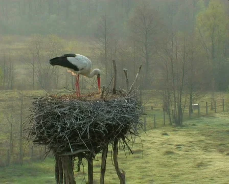 Storks on a nest Video stock 671165