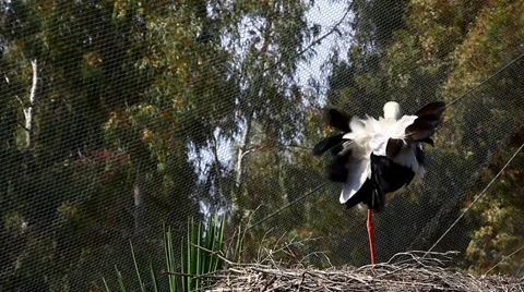 Storks in Nest Video stock 33905048