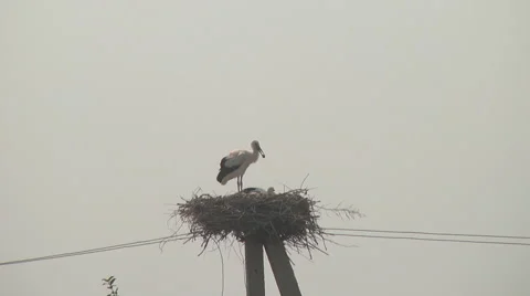 Storks in the nest Video stock 41591551