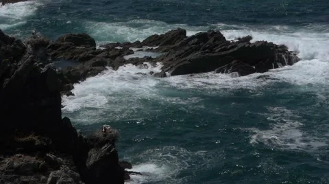 Storks nest Video stock 51326281