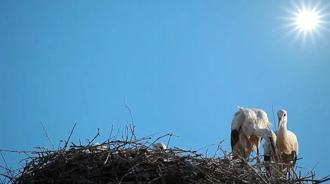 Storks in the nest Stock Footage 59019761