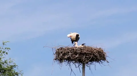 Storks on the nest Stock Footage 68486470