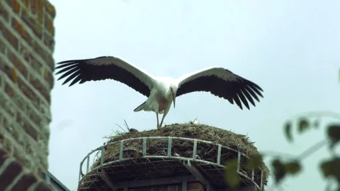 Stork's nest Stock Footage 77719596