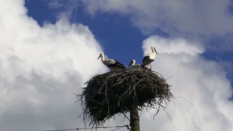 Storks in the nest Stock Footage 83319706