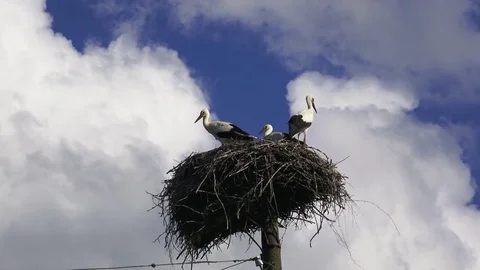 Storks in the nest Stock Footage 83321283
