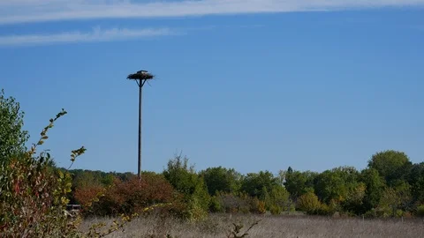 Storks nest Stock Footage 96018341