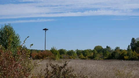 Storks nest Stock Footage 96018363