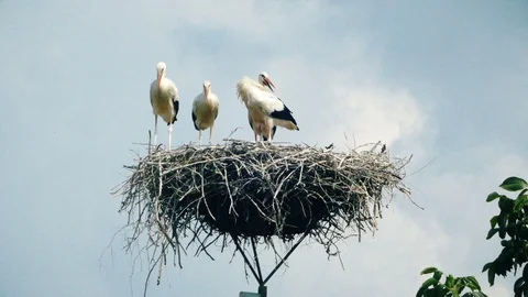 Storks in the nest Stock Footage 96086932